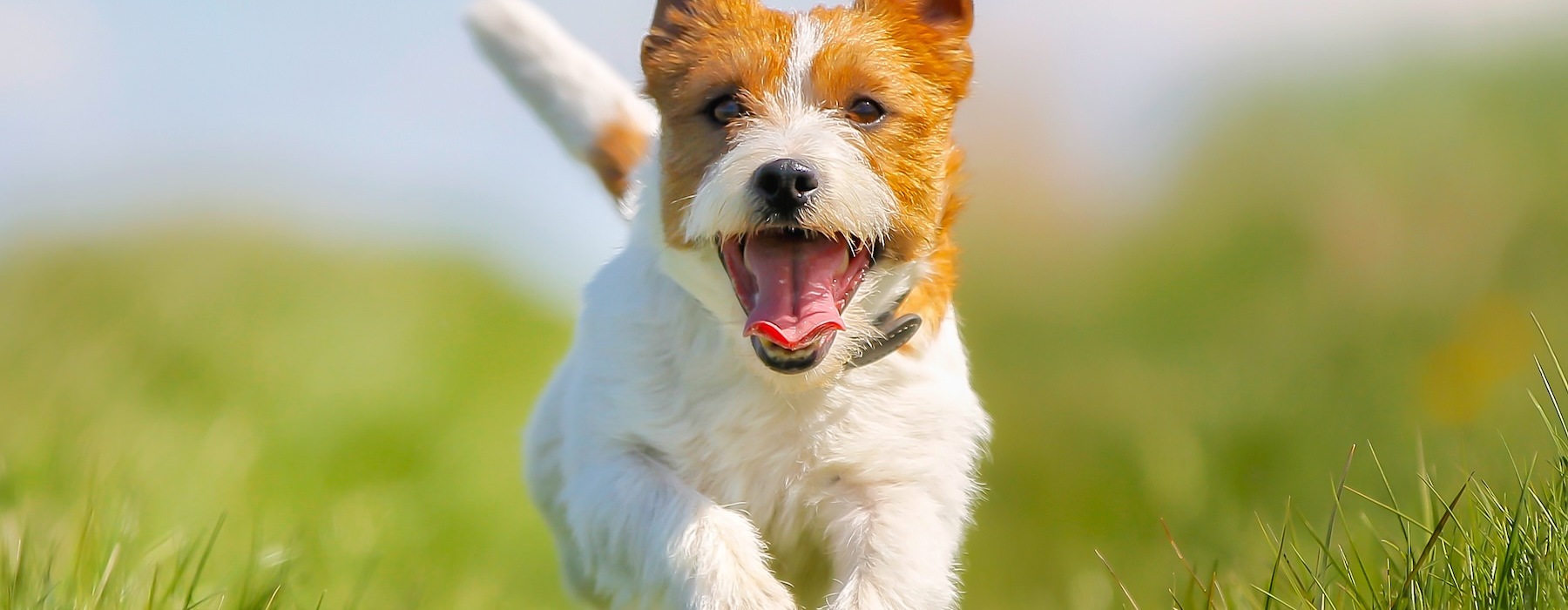 a dog running through grass
