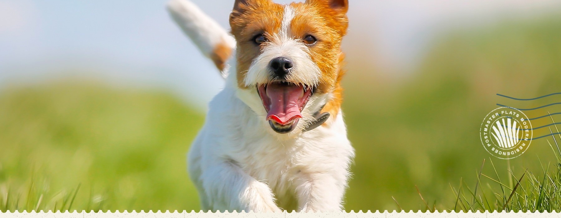 a dog running in a field